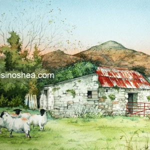 Castlegregory sheep, Co. Kerry