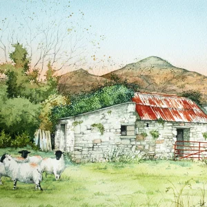 Castlegregory sheep, Co. Kerry