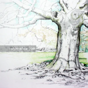 Roots II ‘Chesser Tree’