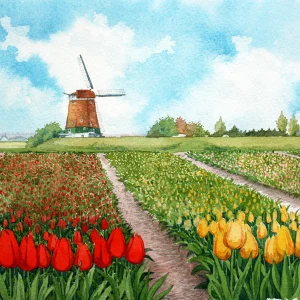 Tulips, Netherlands
